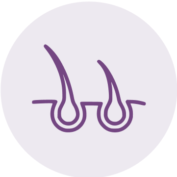 Illustration of two hair follicles in purple on a light gray background.